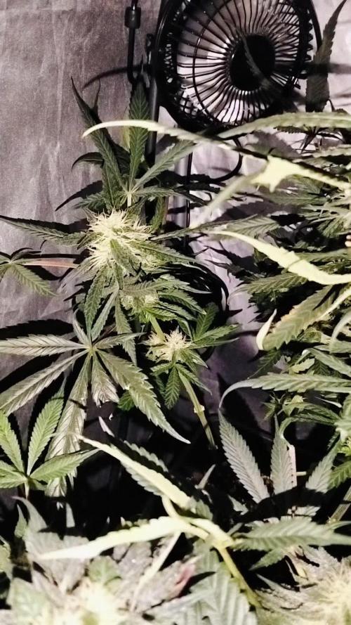 Blueberry Hill - Hindu Kush - Photoperiod