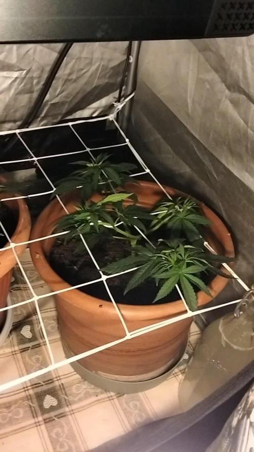 2nd try. White Widow + Strain [Coco Coir / Soil mix]