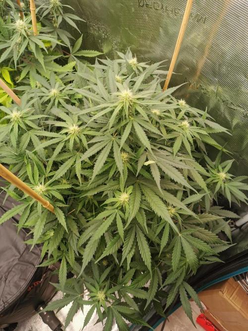 Autoflower Growlog 1.0 except for nepali. Week 7 - Orange bud auto