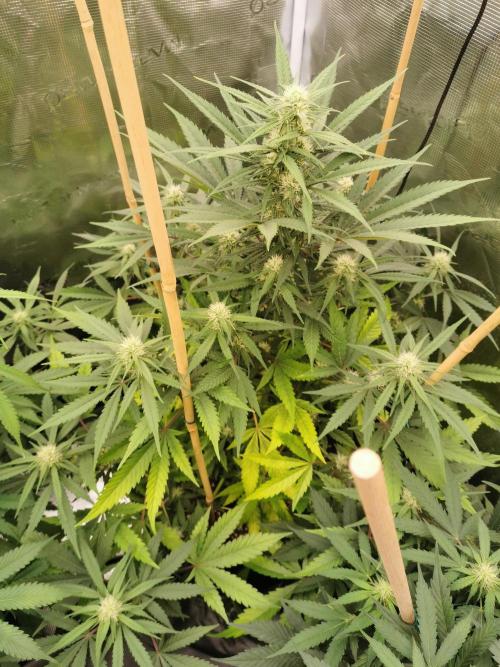 Autoflower Growlog 1.0 except for nepali. Week 7 - Nepali baglung 