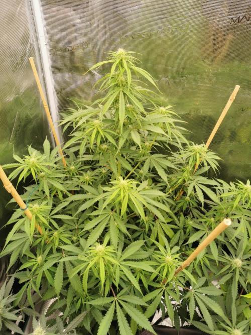 Autoflower Growlog 1.0 except for nepali. Week 7 - Wappa #1