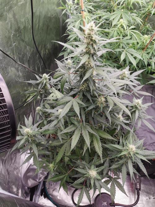 Autoflower Growlog 1.0 except for nepali. Week 7 - Critical cheese