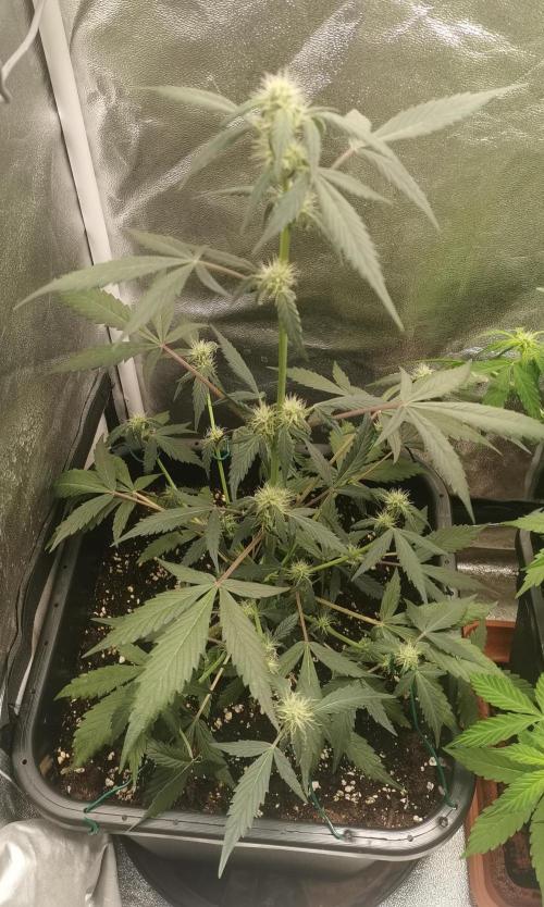 Autoflower Growlog 1.0 except for nepali. Week 8 - Purple haze
