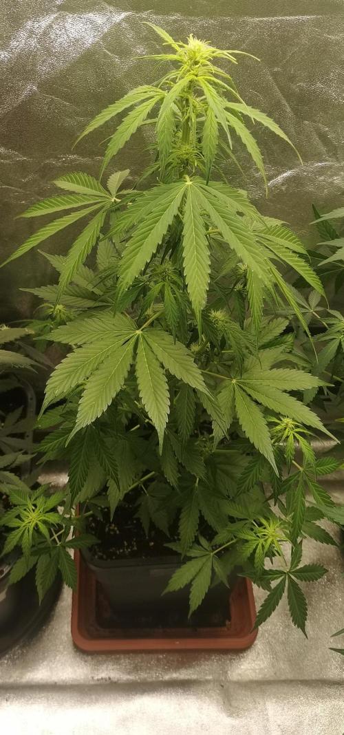 Autoflower Growlog 1.0 except for nepali. Week 8 - Wappa #2