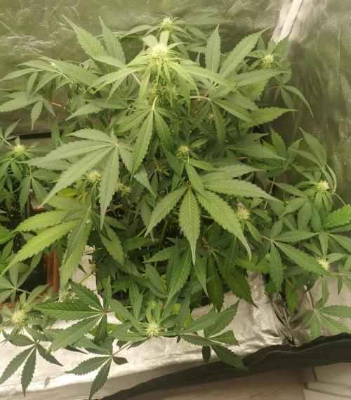 Autoflower Growlog 1.0 except for nepali. Week 8 - Blueberr Berry Bulk