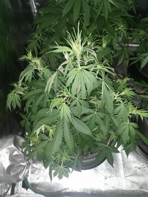 Autoflower Growlog 1.0 except for nepali. Week 8 - Orange Bud bulk 