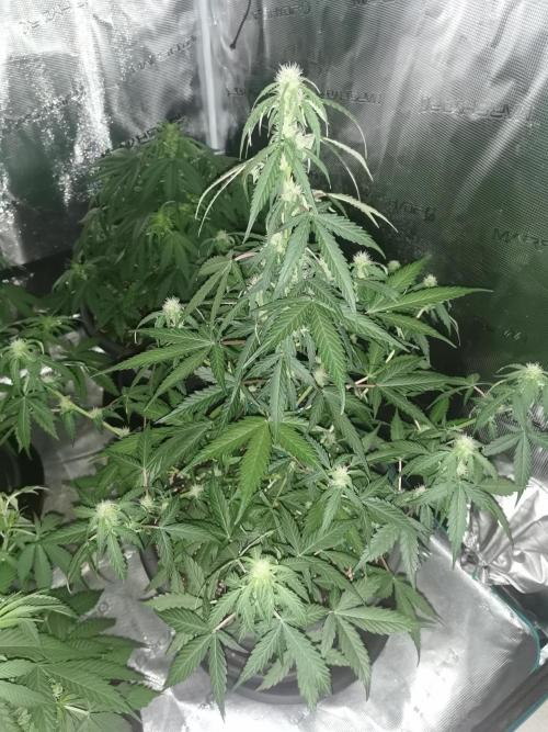 Autoflower Growlog 1.0 except for nepali. Week 8 - Critical cheese