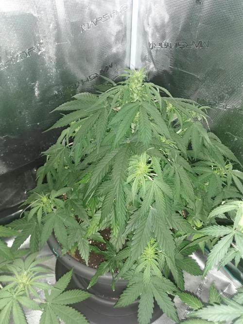 Autoflower Growlog 1.0 except for nepali. Week 8 - Nepali baglung