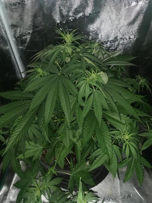 Autoflower Growlog 1.0 except for nepali. Week 8 - Wappa #1