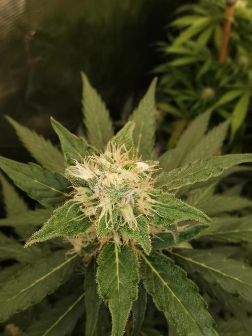 Autoflower Growlog 1.0 except for nepali. Week 10 - Critical cheese 