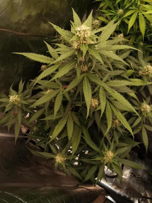 Autoflower Growlog 1.0 except for nepali. Week 10 - Critical cheese