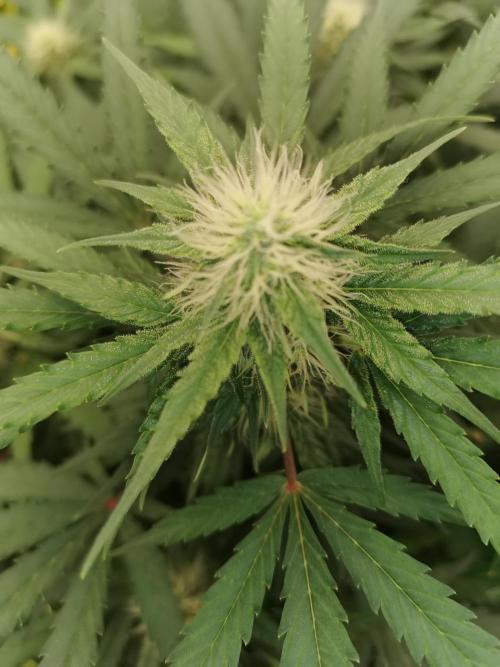 Autoflower Growlog 1.0 except for nepali. Week 10 - Orange bud 