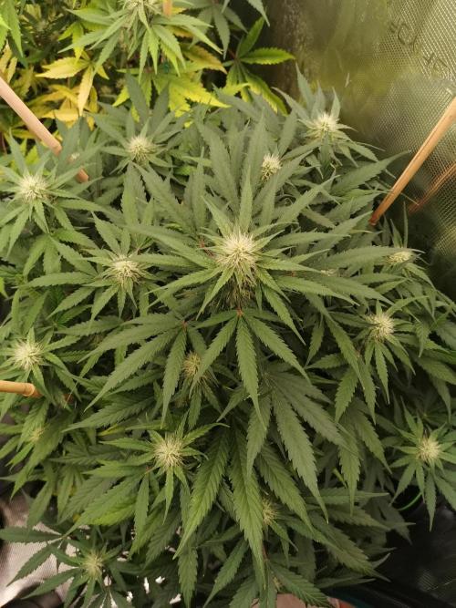 Autoflower Growlog 1.0 except for nepali. Week 10 - Orange bud