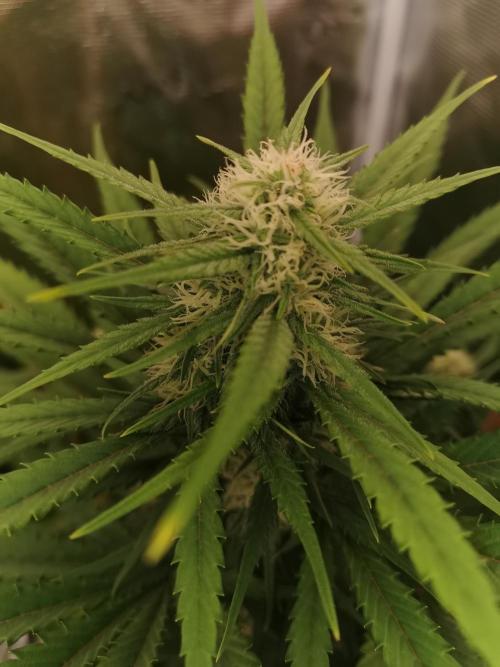 Autoflower Growlog 1.0 except for nepali. Week 10 - Nepali baglung 