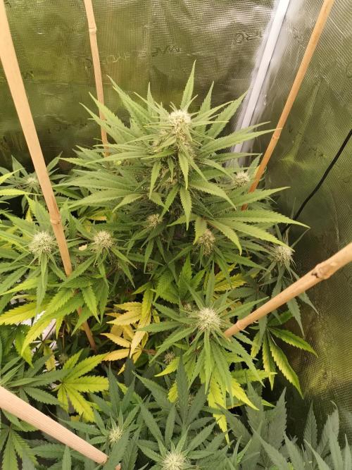 Autoflower Growlog 1.0 except for nepali. Week 10 - Nepali baglung 