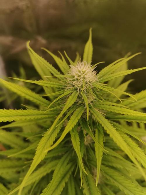 Autoflower Growlog 1.0 except for nepali. Week 10 - Wappa #1