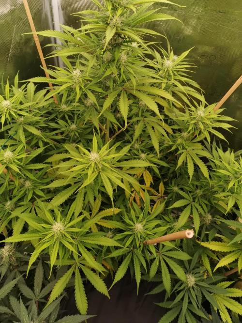 Autoflower Growlog 1.0 except for nepali. Week 10 - Wappa #1