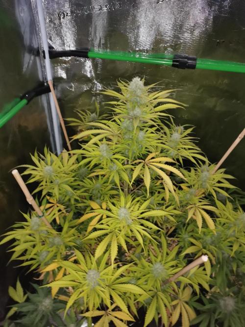 Autoflower Growlog 1.0 except for nepali. Week 11 - Wappa #1