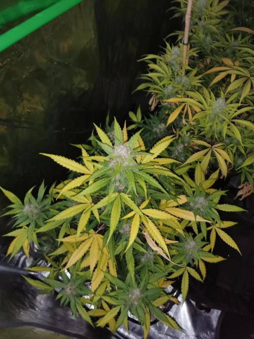 Autoflower Growlog 1.0 except for nepali. Week 11 - Critical cheese 
