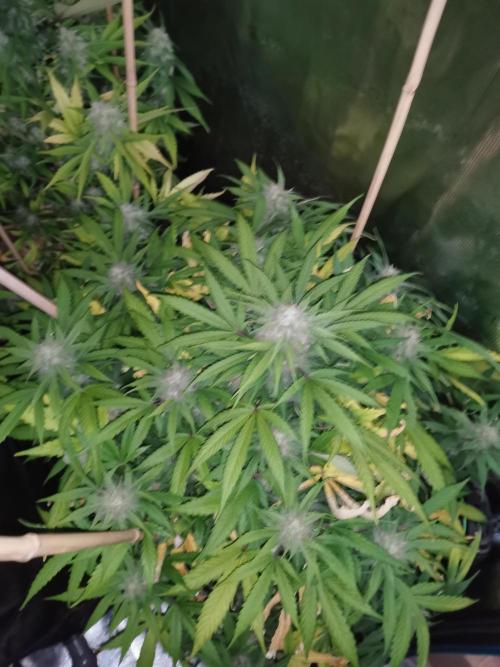 Autoflower Growlog 1.0 except for nepali. Week 11 - Orange bud 