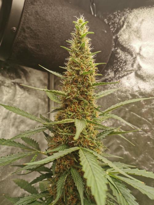 Autoflower Growlog 1.0 except for nepali. Week 11 - Wappa #2