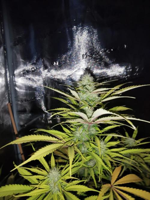 Autoflower Growlog 1.0 except for nepali. Week 11 - Wappa #1