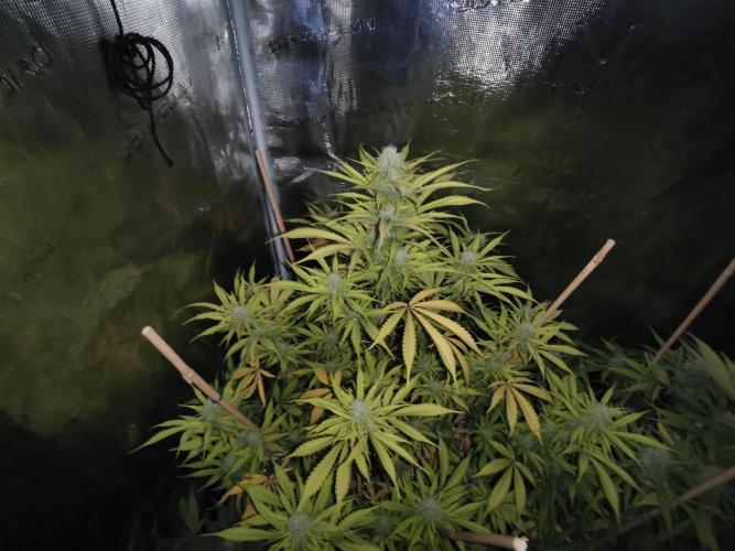 Autoflower Growlog 1.0 except for nepali. Week 11 - Wappa #1