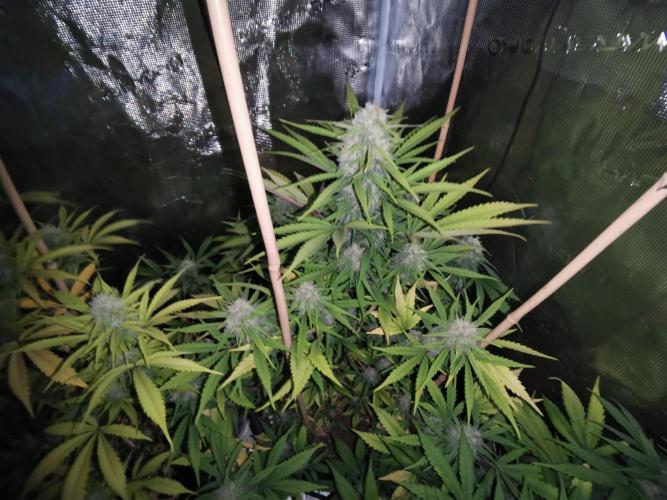 Autoflower Growlog 1.0 except for nepali. Week 11 - Nepali baglung