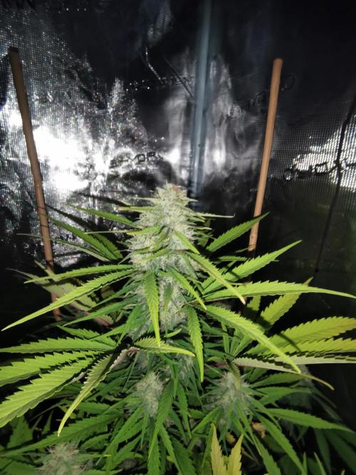 Autoflower Growlog 1.0 except for nepali. Week 11 - Nepali baglung 