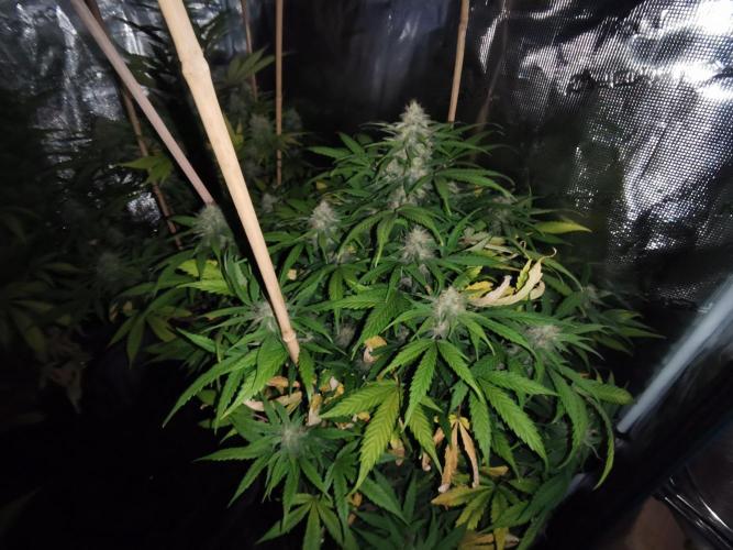 Autoflower Growlog 1.0 except for nepali. Week 11 - Orange bud