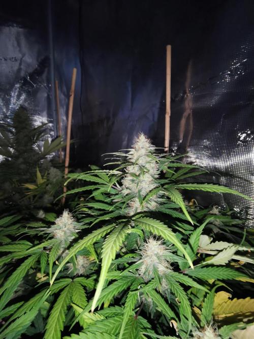 Autoflower Growlog 1.0 except for nepali. Week 11 - Orange bud 