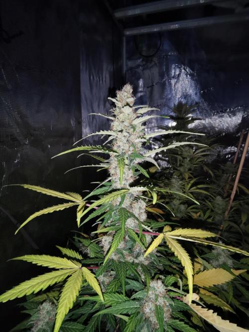 Autoflower Growlog 1.0 except for nepali. Week 11 - Critical cheese 
