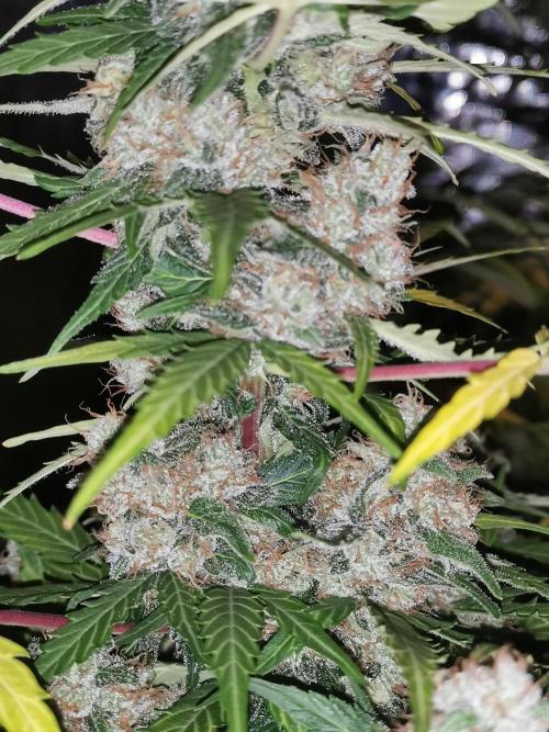 Autoflower Growlog 1.0 except for nepali. Week 11 - Critical cheese 