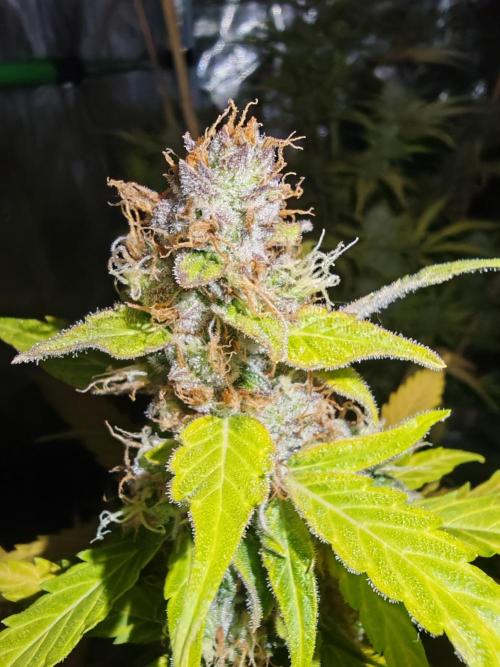 Autoflower Growlog 1.0 except for nepali. Week 12 - Critical cheese 