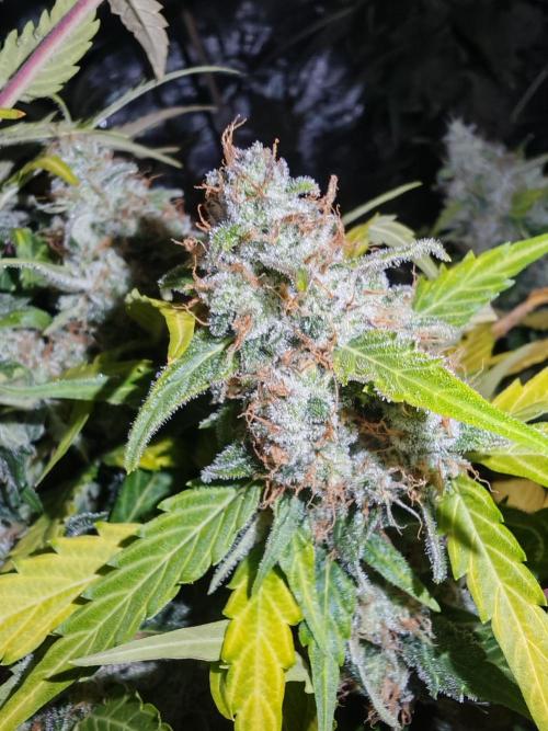 Autoflower Growlog 1.0 except for nepali. Week 12 - Critical cheese 