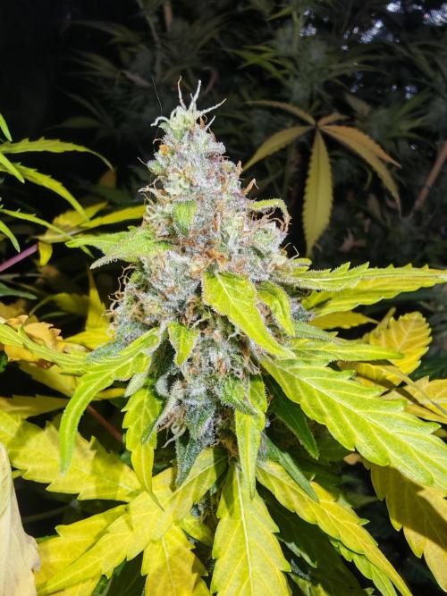 Autoflower Growlog 1.0 except for nepali. Week 12 - Critical cheese 