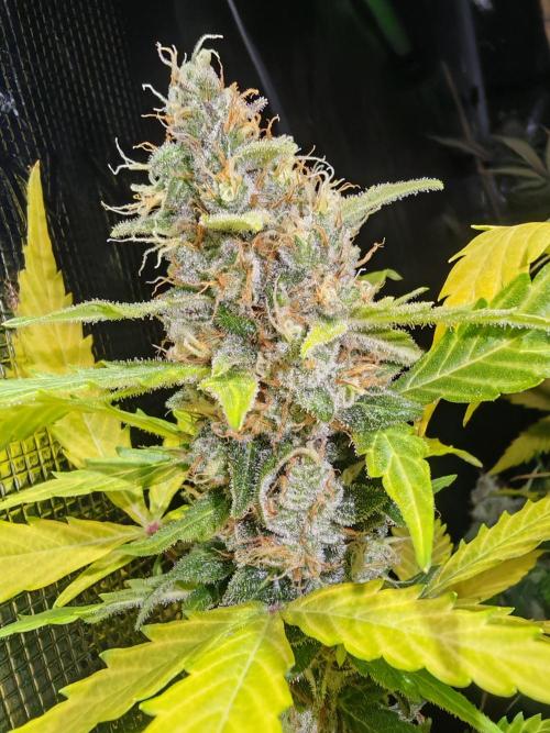 Autoflower Growlog 1.0 except for nepali. Week 12 - Critical cheese 