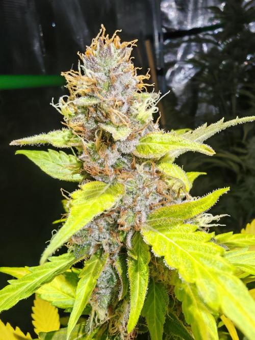 Autoflower Growlog 1.0 except for nepali. Week 12 - Critical cheese 