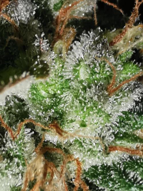 Autoflower Growlog 1.0 except for nepali. Week 12 - Critical cheese 