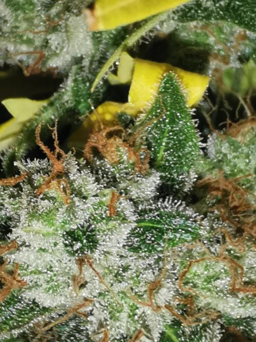 Autoflower Growlog 1.0 except for nepali. Week 12 - Critical cheese 