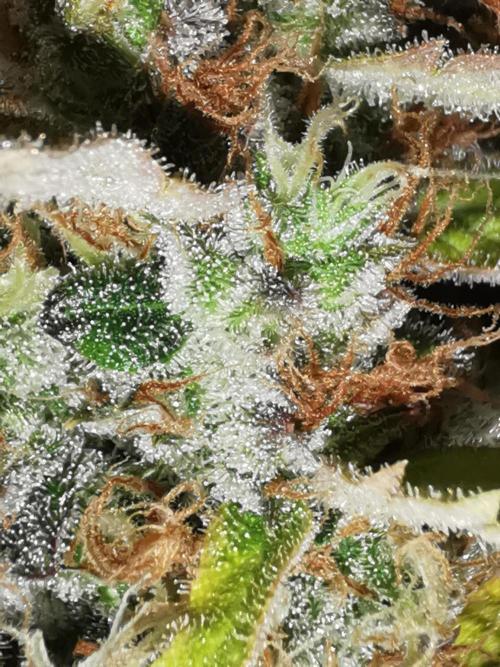 Autoflower Growlog 1.0 except for nepali. Week 12 - Critical cheese 