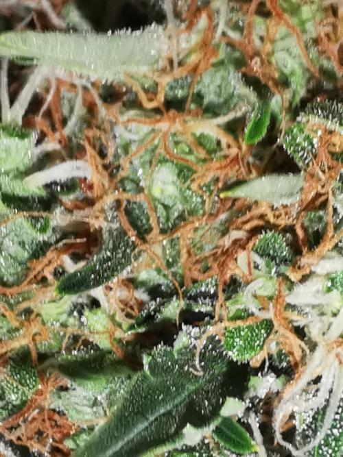 Autoflower Growlog 1.0 except for nepali. Week 12 - Wappa #2