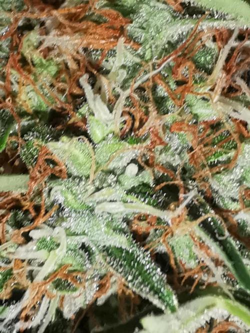 Autoflower Growlog 1.0 except for nepali. Week 12 - Wappa #2