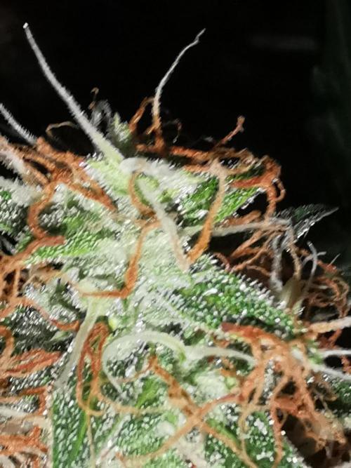 Autoflower Growlog 1.0 except for nepali. Week 12 - Wappa #2