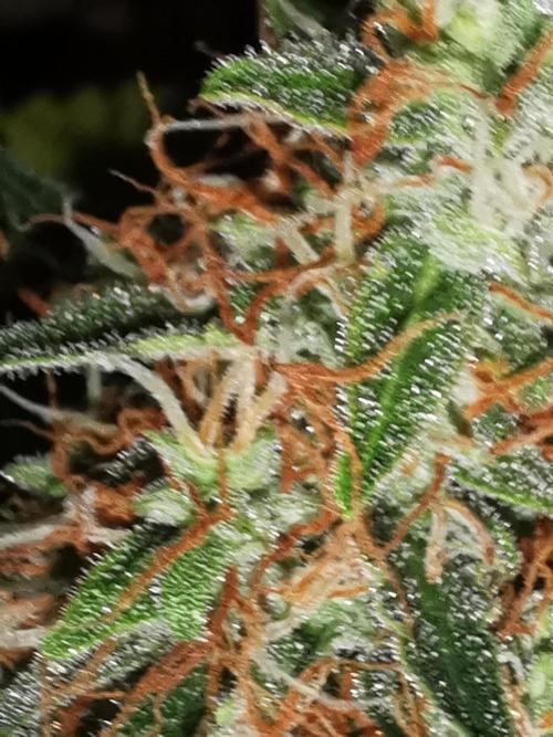 Autoflower Growlog 1.0 except for nepali. Week 12 - Wappa#1 