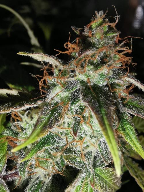 Autoflower Growlog 1.0 except for nepali. Week 12