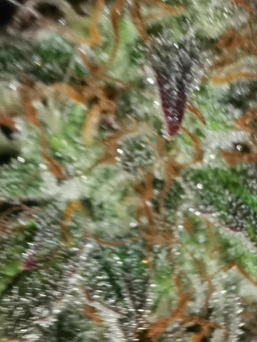 Autoflower Growlog 1.0 except for nepali. Week 12