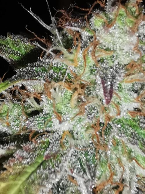 Autoflower Growlog 1.0 except for nepali. Week 12