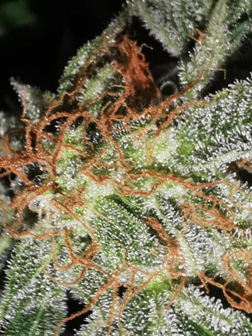 Autoflower Growlog 1.0 except for nepali. Week 12