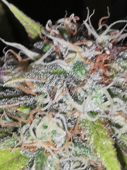 Autoflower Growlog 1.0 except for nepali. Week 12